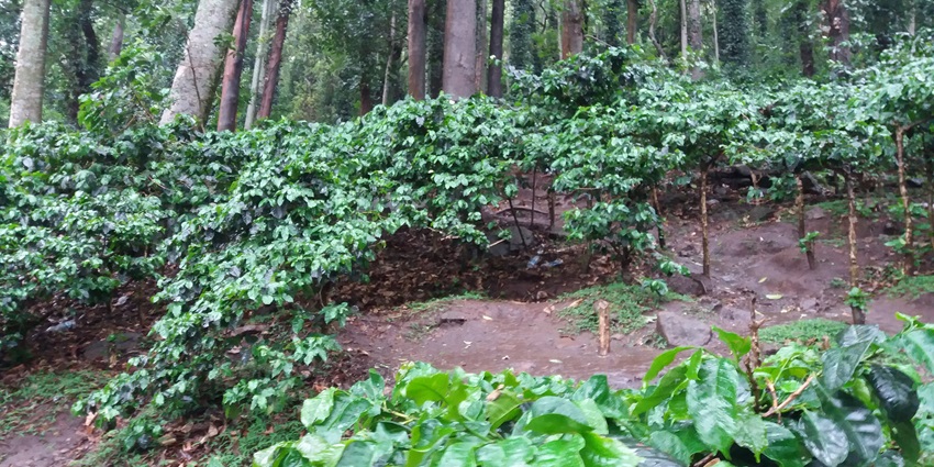 Explore the coffee plantations near the Araku Valley in summer during your trip.