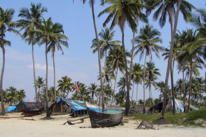 Snap shot of the beautiful Colva beach surrounded by Plam and coconut Trees