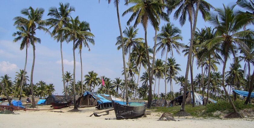 Snap shot of the beautiful Colva beach surrounded by Plam and coconut Trees