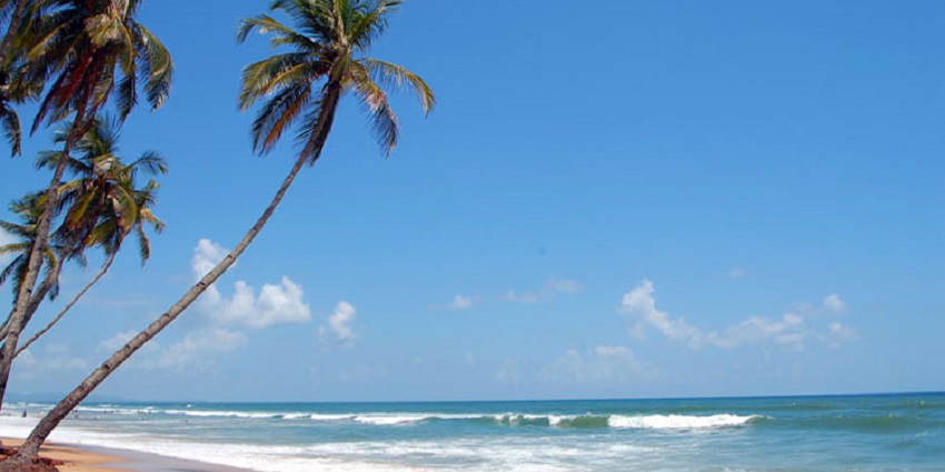 A picture of a scenic beach with pine trees and a vast view of the ocean