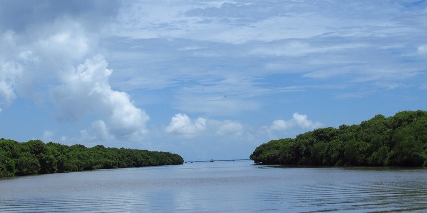 Coringa Wildlife Sanctuary - A lush habitat teeming with diverse flora and fauna.