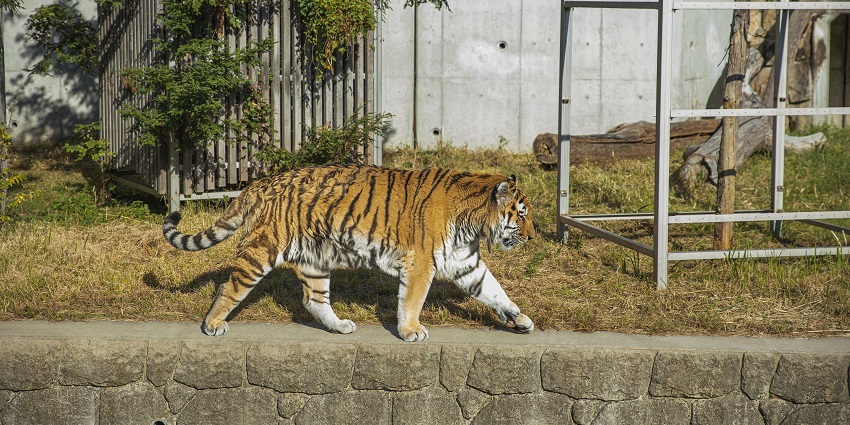 A tiger at Coringa Wildlife Sanctuary, one of the scenic places to visit near Kakinada.