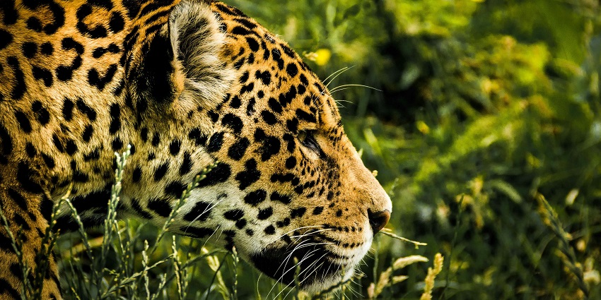 A picture of a leopard taken at a wildlife sanctuary, one of the best places to visit in Annavaram