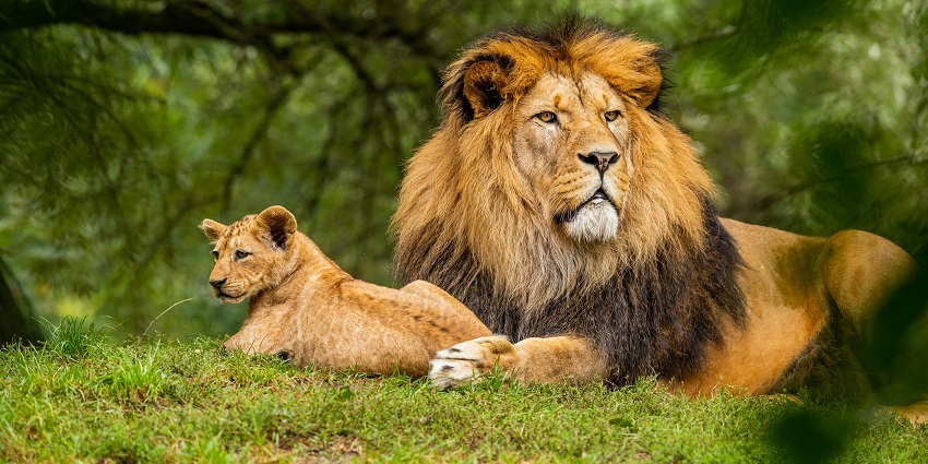 Coringa Wildlife Sanctuary is one of the best places to visit in Kakinada, Andhra Pradesh.