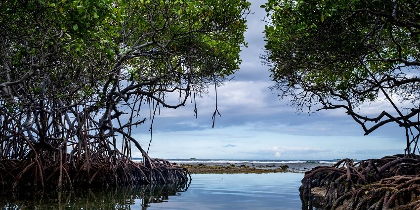 Majestic view of Mangroves lining the serene stream through the lush forests