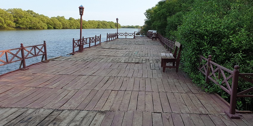 Coringa Wildlife Sanctuary with dense mangroves, calm waterways, and diverse greenery