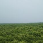 Lush landscape of Coringa wildlife sanctuary, one of the best wildlife sanctuaries in Andhra pradesh