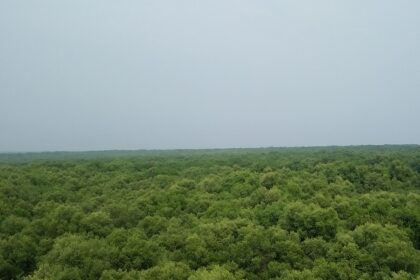 Lush landscape of Coringa wildlife sanctuary, one of the best wildlife sanctuaries in Andhra pradesh