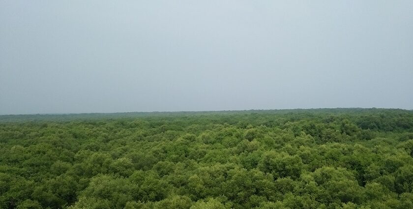 Lush landscape of Coringa wildlife sanctuary, one of the best wildlife sanctuaries in Andhra pradesh