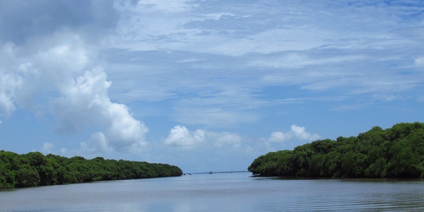A serene lake in the Coringa Wildlife Sanctuary, surrounded by mangrove forests