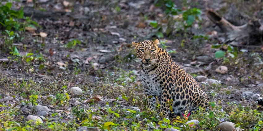 A leopard spotted at the Cotigao Wildlife Sanctuary, a famous tourist destination in Goa.