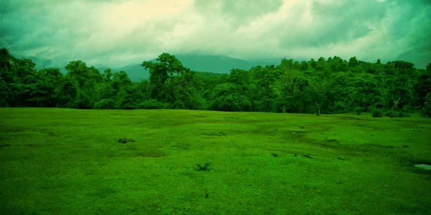 A picture of vast greenery taken at the Cotigao Wildlife Sanctuary, one of the best places near Margao
