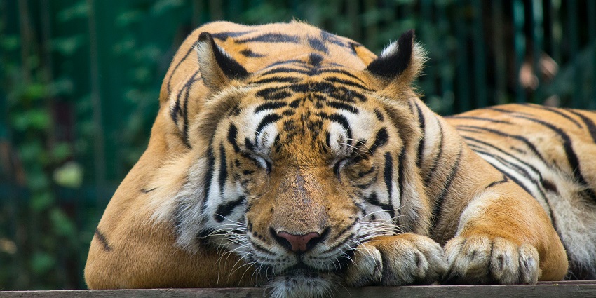 Cotigao Wildlife Sanctuary has plenty of animals like squirrels, bengal tigers and more.