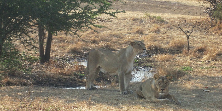 Lions during wildlife safari in Surat National Park.