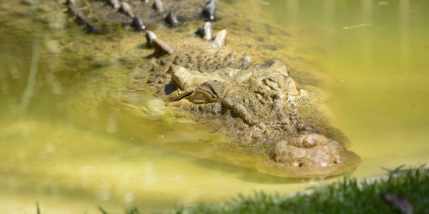 A crocodile spotted at the Crocodile Park, located in Sanjay Gandhi National Park.