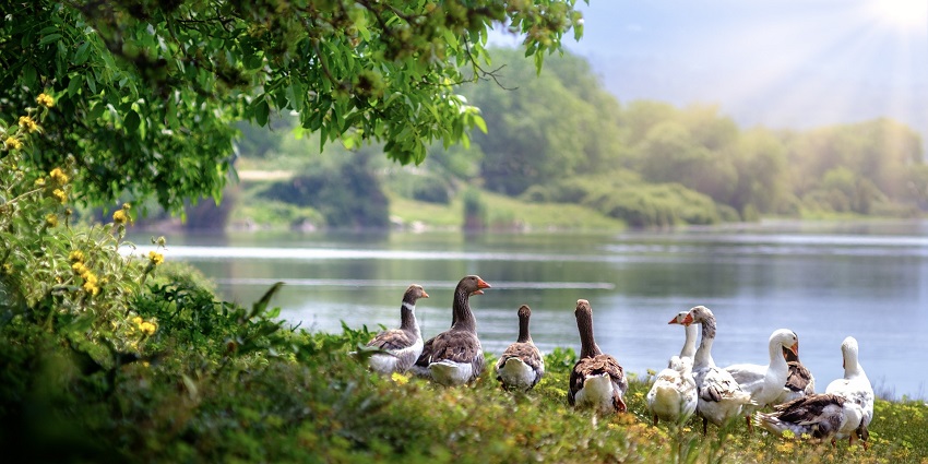Damdama Lake is one of the best places to visit in Gurgaon for couples seeking serenity.