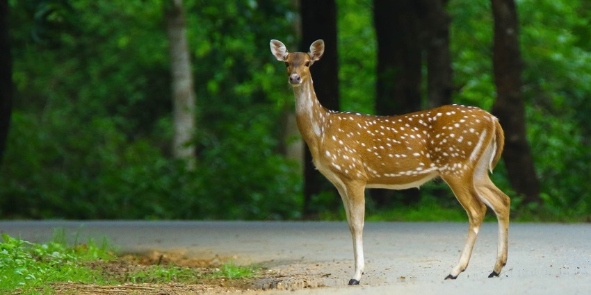 Indian spotted deer at Dandeli Wildlife Sanctuary, a top wildlife spot near PRS Water Park, Hubli.