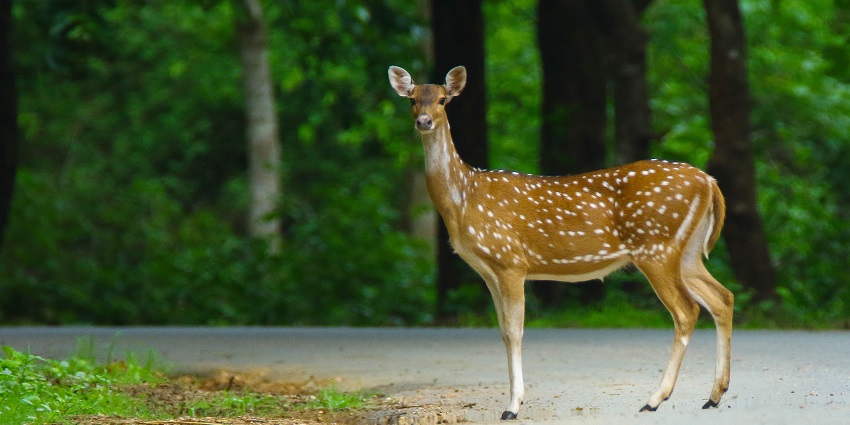 Deers are often spotted during thrilling nature-filled vacation at Dandeli National Park.