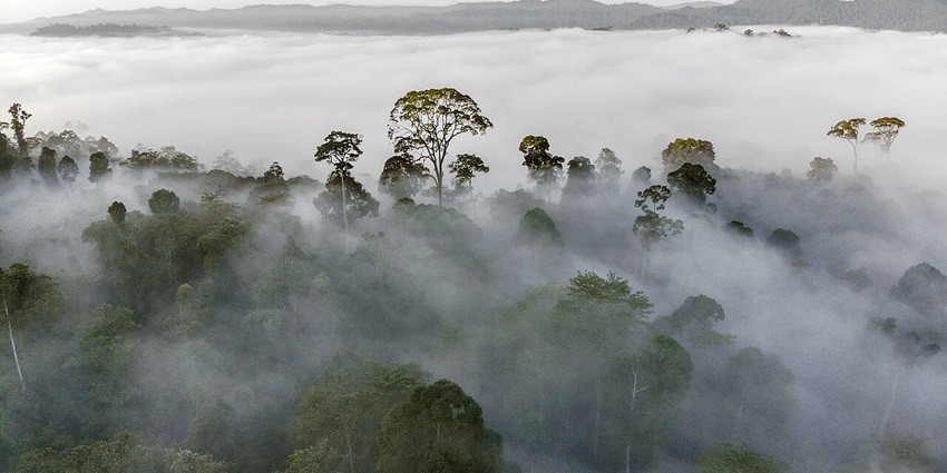 A view of Danum Valley Conservation Area is a pristine rainforest in Sabah, rich in wildlife and nature.