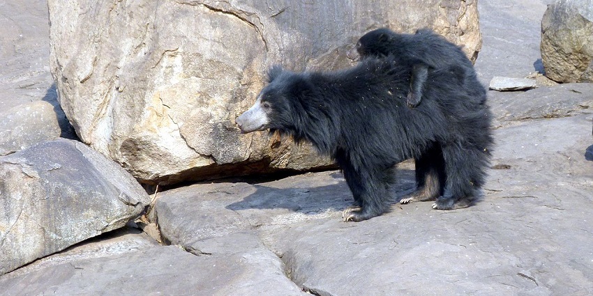 Young bear cub on mother. Melursus ursinus. Daroji Sloth Bear Sanctuary, Bellary, Karnataka, India