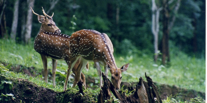 Deer in the Darrah Wildlife Sanctuary.
