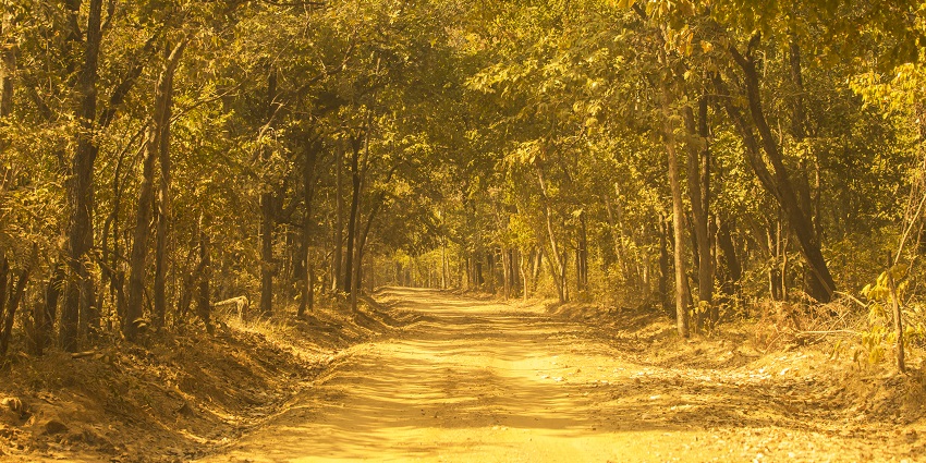 Debrigarh Wildlife Sanctuary is a paradise for nature lovers and wildlife enthusiasts.
