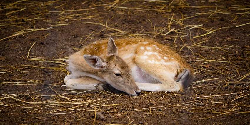 A scenic view of Debrigarh Wildlife Sanctuary located near Karlapat Wildlife Sanctuary.