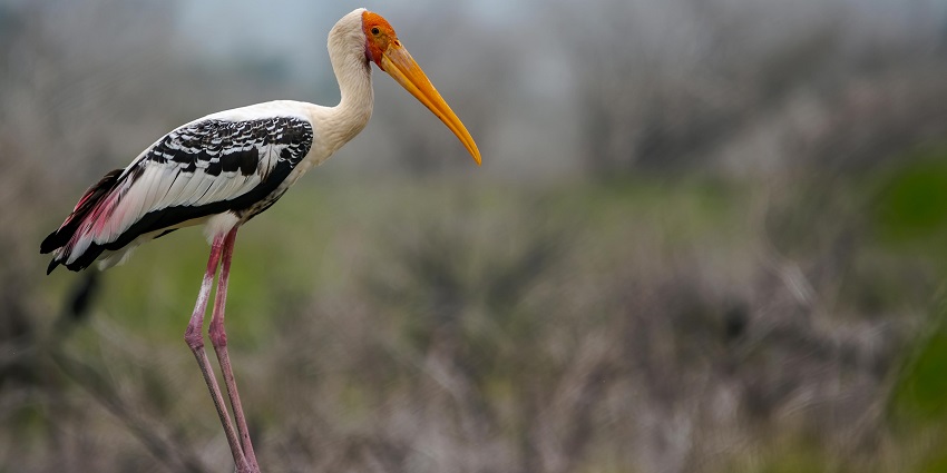 Debrigarh Wildlife Sanctuary is an absolute must-visit place near Hemagiri Waterfalls.