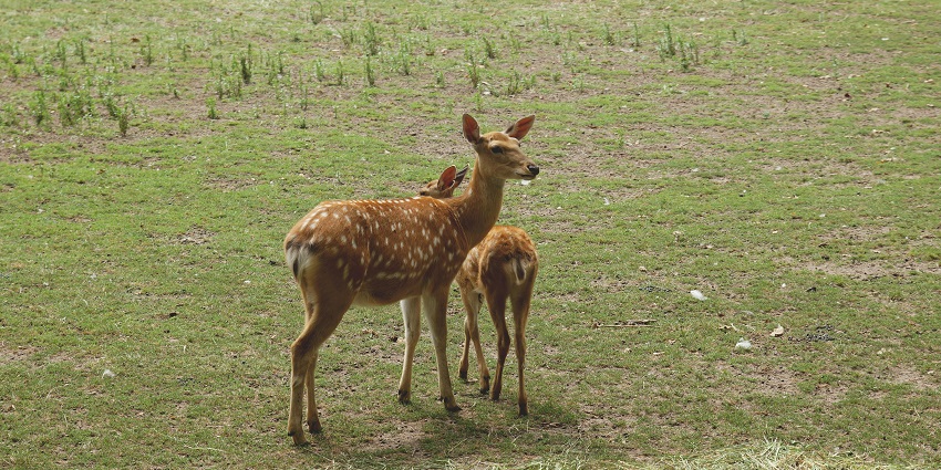 A picture of a deer park with 2 deer playing. One of the best places to visit near Tirupati within 50 km