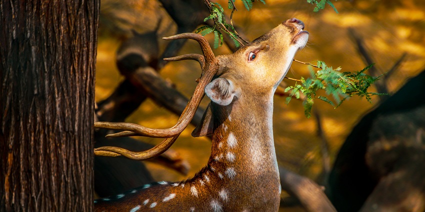 Deer Park or or Aditya Nath Jha Deer Park is one of the best places to visit in Hauz Khas.