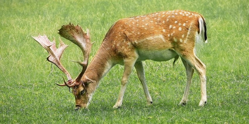 A picture of a deer spotted in a park grazing grass