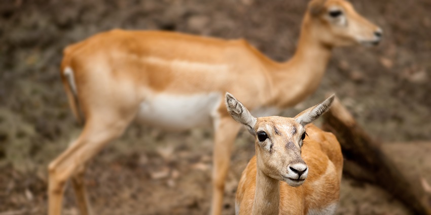 Beautiful snapshot of the rare deer in the Zoo in Haryana which is natural and only home to this species