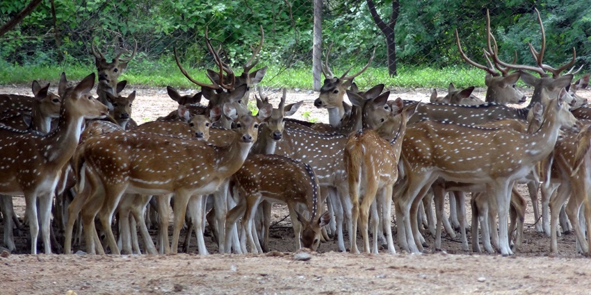 Entrance archway of Patiala Deer Park featuring lush greenery beyond and peaceful ambiance