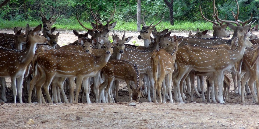 A picture of a bunch of deer resting under the shade of a tree at a Deer Park in Delhi