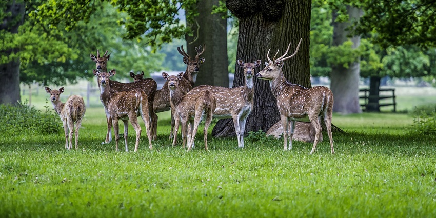 Deer Park is one of the popular parks among locals as well as visitors for relaxation.