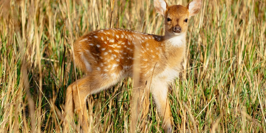 Jim Corbett has a plethora of exotic wildlife including gorgeous deer.