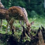 A lush forest path with tall trees at the Shimla Water Catchment Wildlife Sanctuary