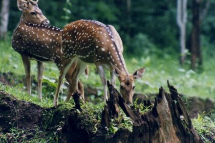 A lush forest path with tall trees at the Shimla Water Catchment Wildlife Sanctuary