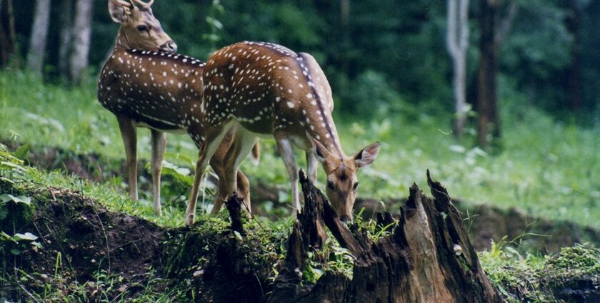 A lush forest path with tall trees at the Shimla Water Catchment Wildlife Sanctuary