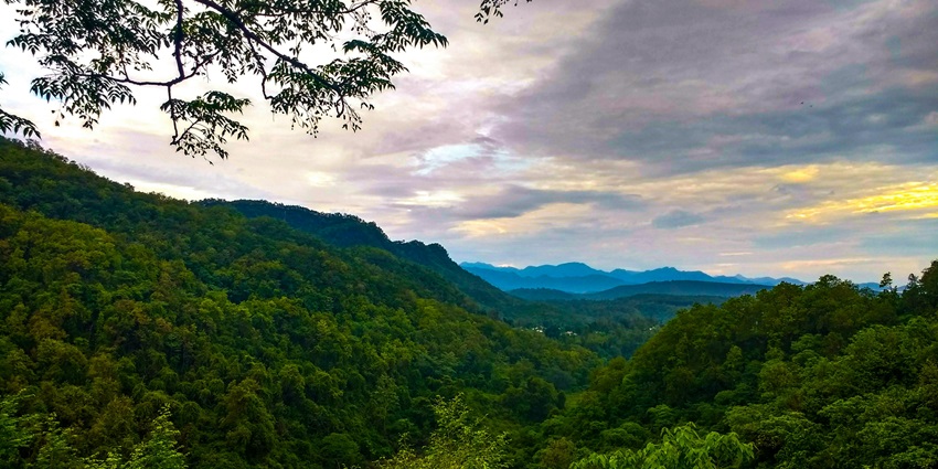 Top view of a dense green forest with tall trees and natural sunlight filtering.