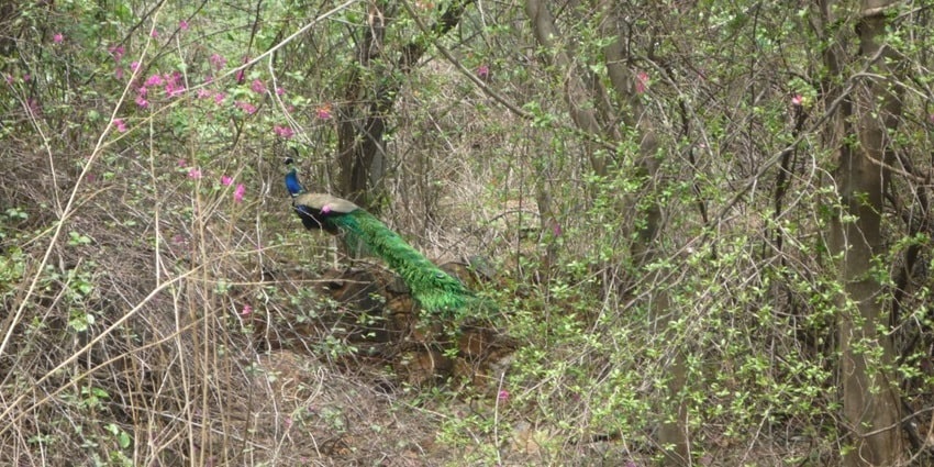 A peacock seen in Delhi Ridge, one of the offbeat places to visit near India Gate.