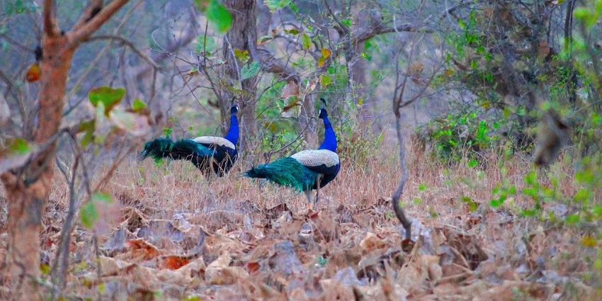 Deotsidh Forest is among the significant pilgrimage sites, dedicated to Baba Balak Nath.