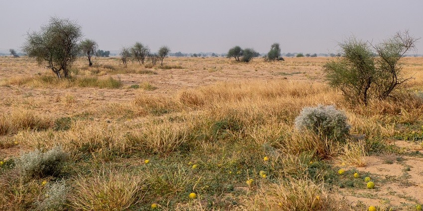 View of the lush golden grasslands of Desert national Park nearby