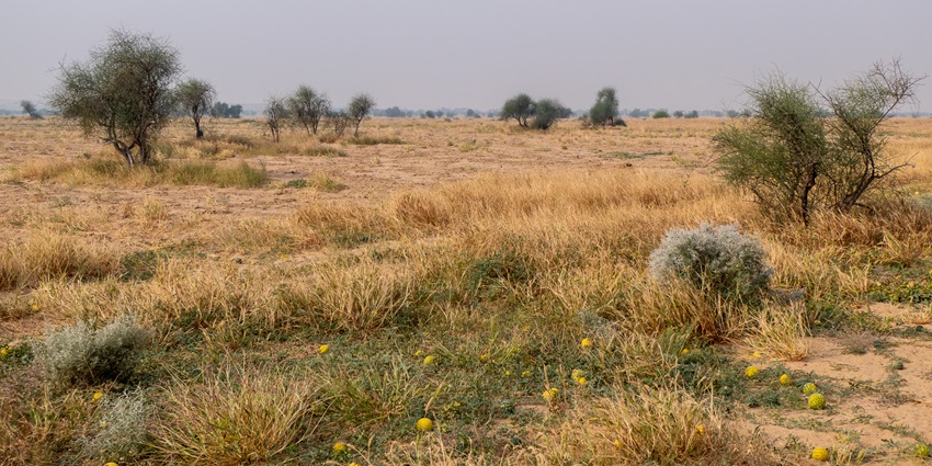 A picture of a desert with dry grass all around, located near Jaisalmer Fort Palace Museum