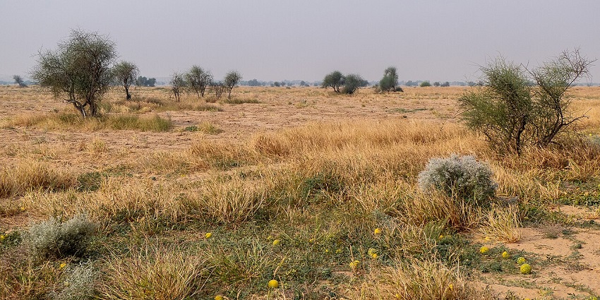 Image of the desert in Desert National Park, Rajasthan - The great Indian Thar desert
