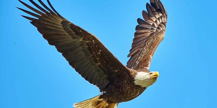 Eagle soaring high in the Desert National Park, perfect place for learning desert ecology.