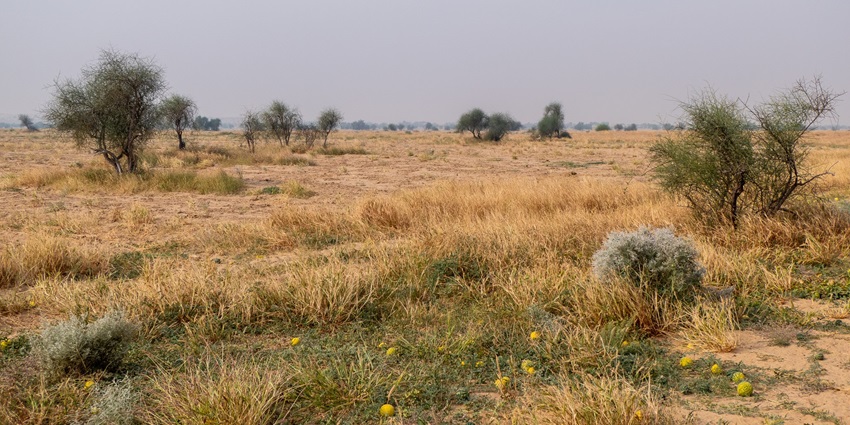 Scenic image of the beautiful and thrilling Desert jungle safari in Rajasthan