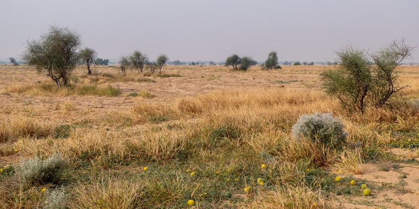 A sweeping view of Desert National Park, a marvel among Rajasthan national parks