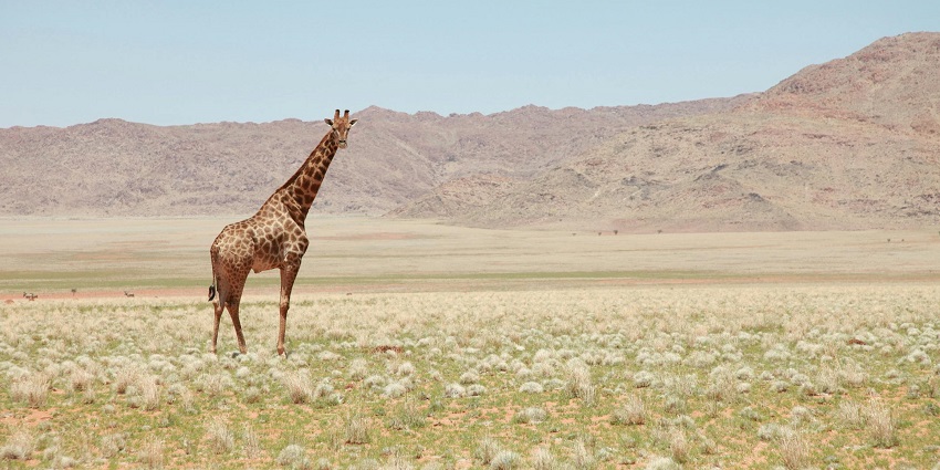 Explore the unique desert landscape at Desert National Park, a thrilling experience.