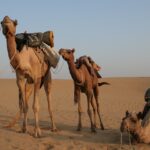 DBeautiful pictures of Thar desert camels which are part of Desert Safari In Jodhpur